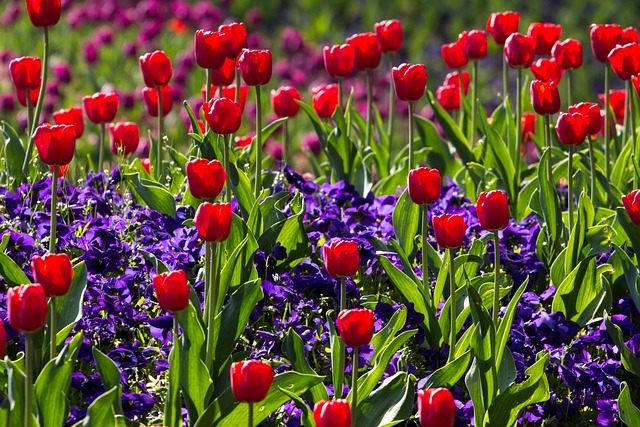 Endless rows of colorful tulip fields in the Netherlands, a must-see sight during a spring trip.